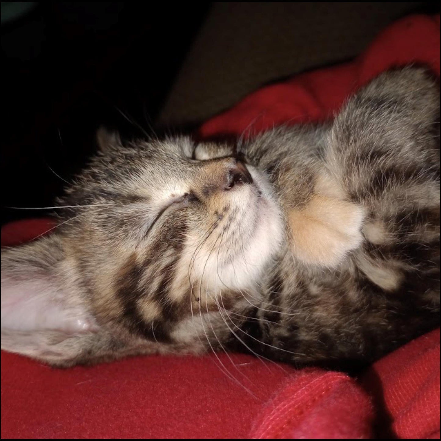 Honor your loved one with a custom 5.5x5.5" slate photo—fade-proof, full-color, and ready in 3–5 days. Free pickup in Fowlerville. Buy now